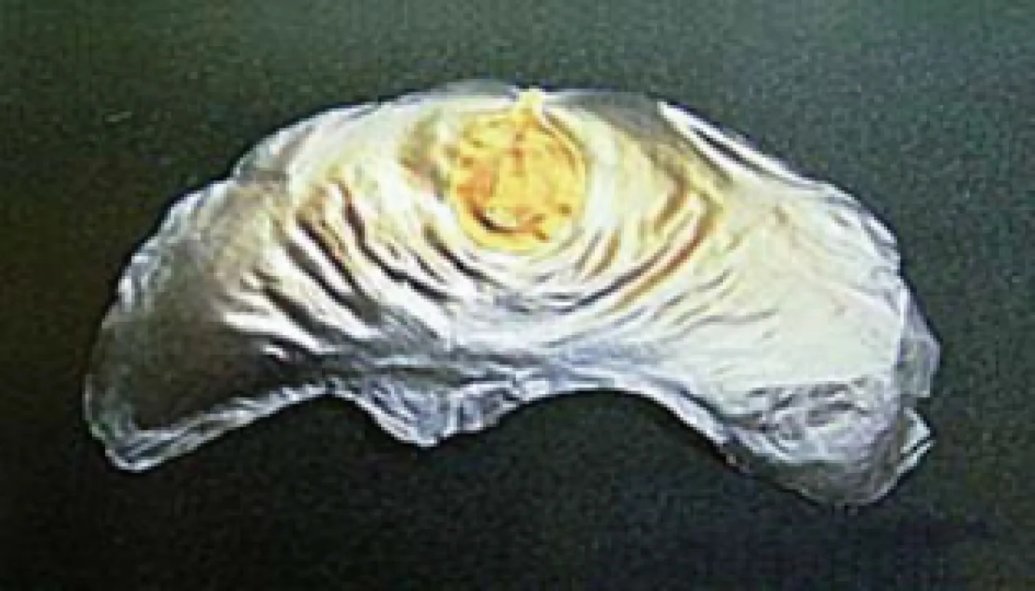 ふわふわひこうき